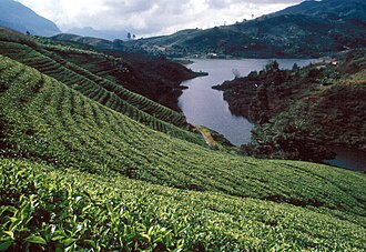 Tea plantation in the Sri Lankan highlands.